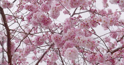 close up and traveling of cherry blossom flower in spring