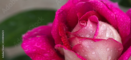 Pink rose closeup with water drops.