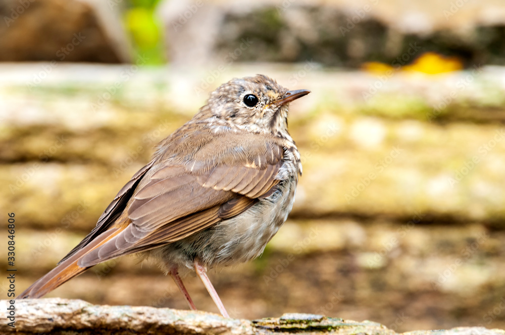 Obraz premium Hermit Thrush Catharus guttatus
