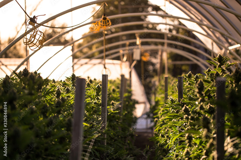 Marijuana Farm Industry - weed and commercial cannabis Marijuana Farm Industry - weed and commercial cannabis