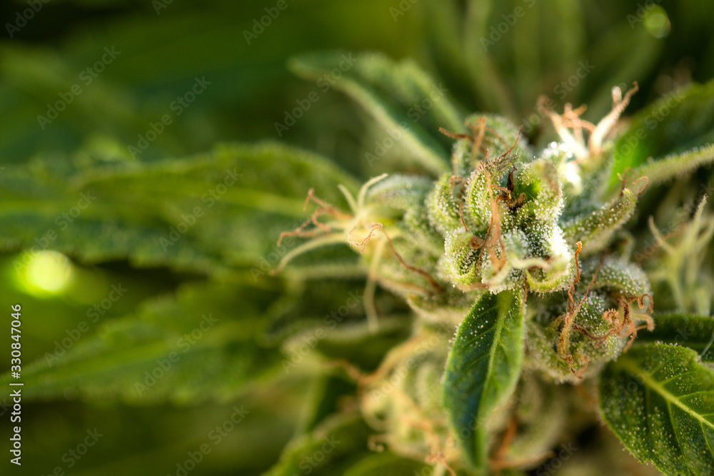 Marijuana Farm Industry - weed and commercial cannabis Marijuana Farm Industry - weed and commercial cannabis