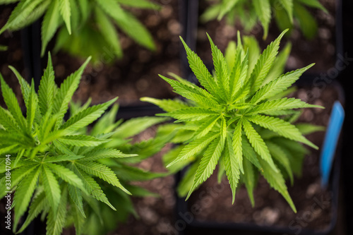 Marijuana Farm Industry - weed and commercial cannabis 