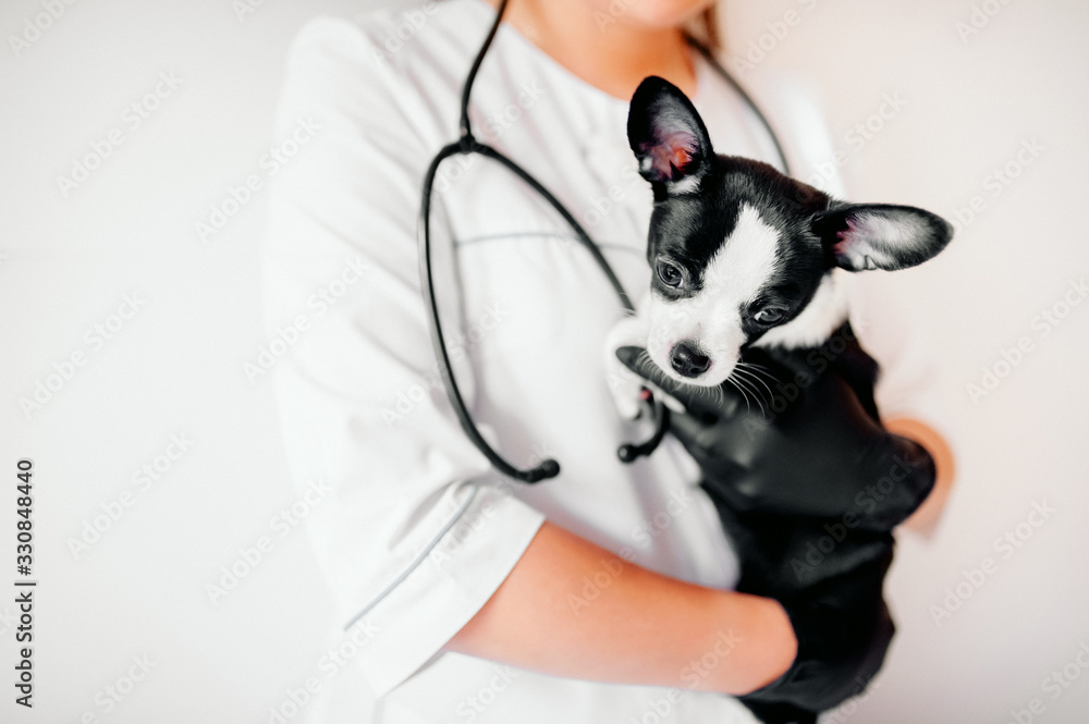 puppy at the vet, veterinary clinic