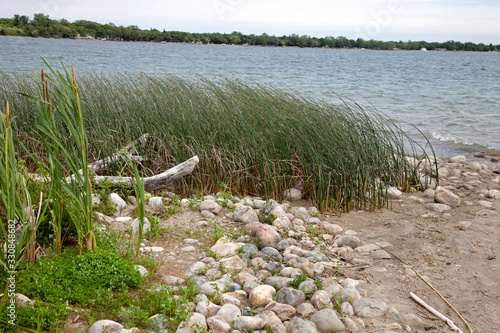 Rugged Clitherall Lake shoreline lined with rocks, driftwood, reeds and cattails. Clitherall Minnesota MN USA