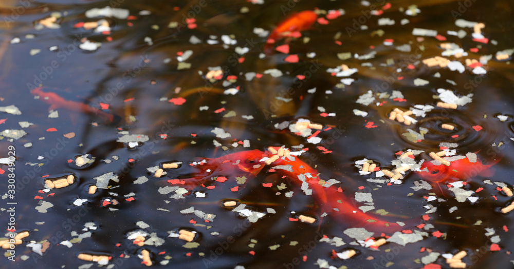 Goldfische im Teich Stock Photo Adobe Stock