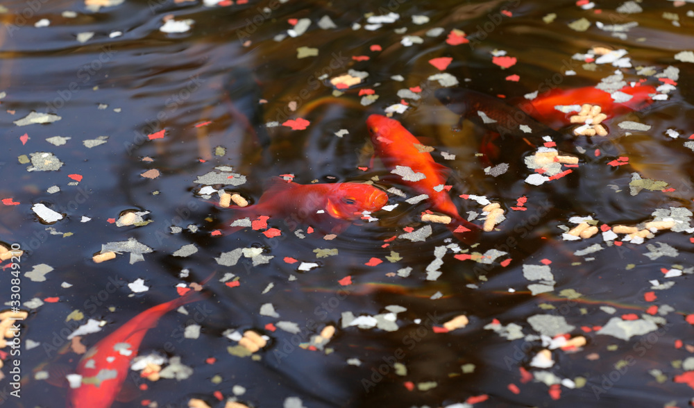 Goldfische im Teich Stock Photo Adobe Stock