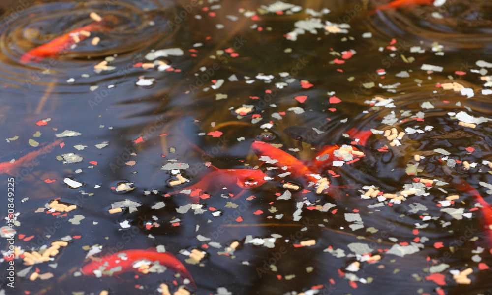 Foto de Goldfische im Teich do Stock Adobe Stock