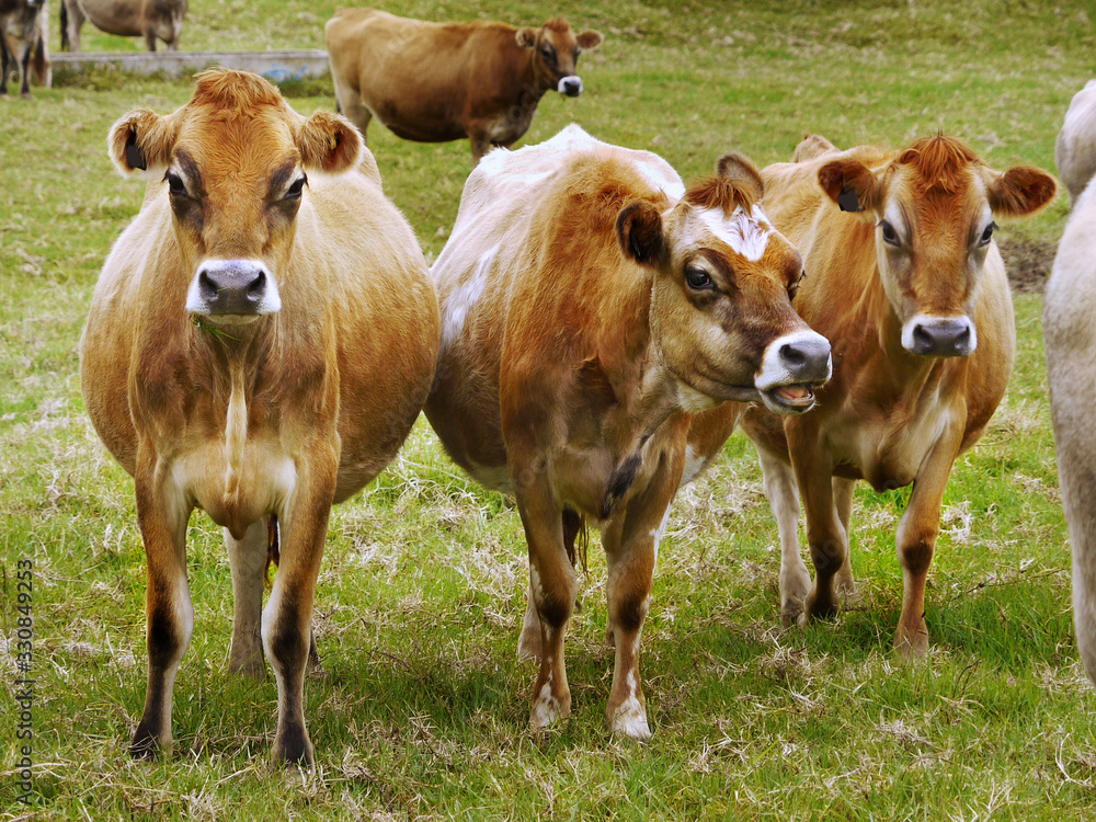 Cows herd on pasture near farm cattle breeding Jersey rare cow Cows herd on pasture near farm cattle breeding Jersey rare cow