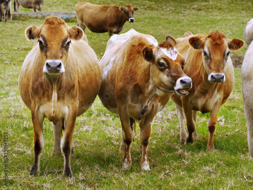 Cows herd on pasture near farm cattle breeding Jersey rare cow