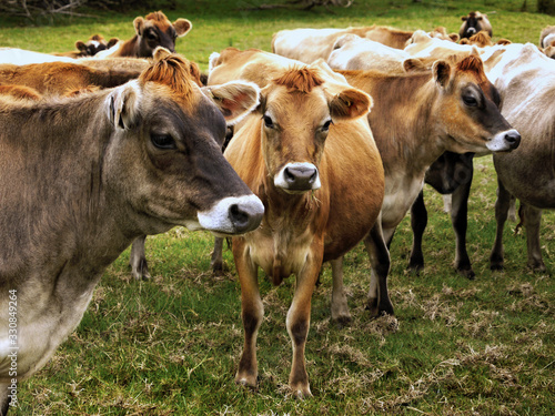 Cows herd on pasture near farm cattle breeding Jersey cow © Helena Bilkova