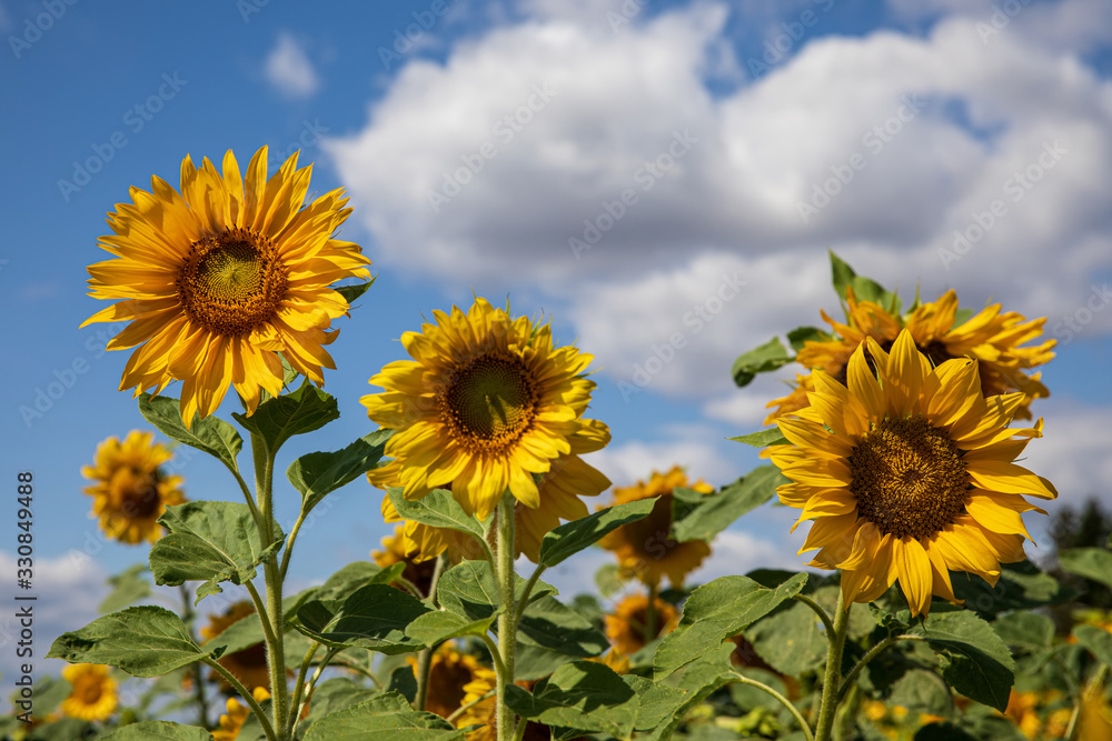 Obraz premium Sonnenblumen 34