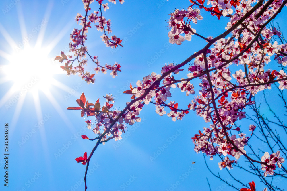 Pink Japanese cherry blossoms in a sunny spring day against blue sky Pink Japanese cherry blossoms in a sunny spring day against blue sky