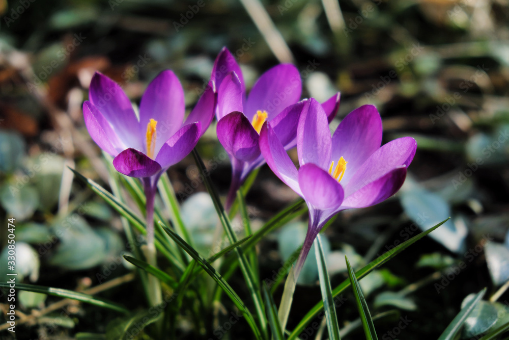 Bright crocuses in the garden