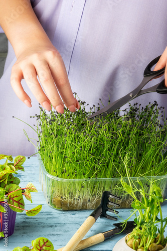 The girl cuts off the microgreen of the freshly cooked Onion Jusai, closeup. Useful superfood. photo