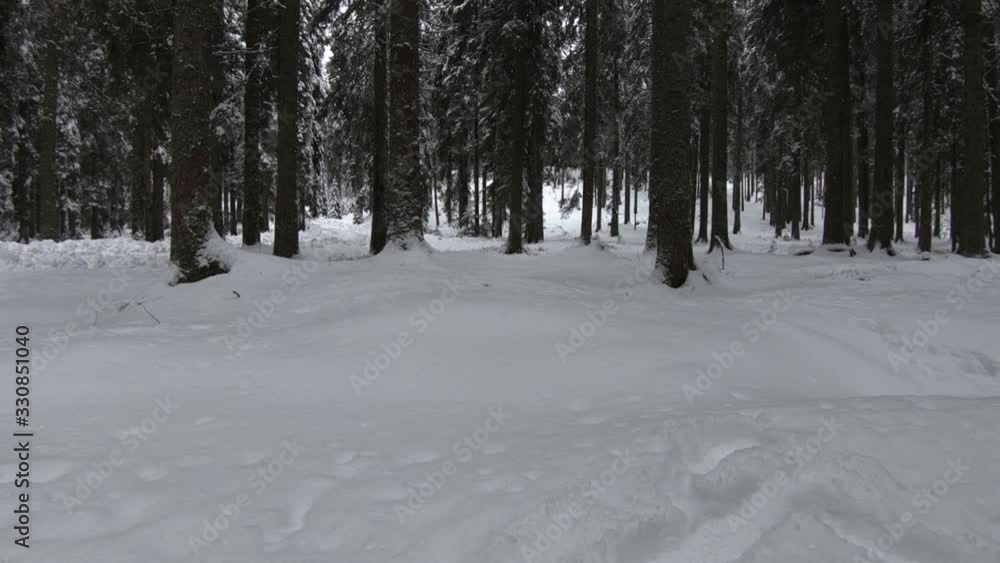 Low angle left truck moving in snow covered spruce tree forest in winter season in wilderness, Pokljuka plateau, Slovenia Low angle left truck moving in snow covered spruce tree forest in winter season in wilderness, Pokljuka plateau, Slovenia