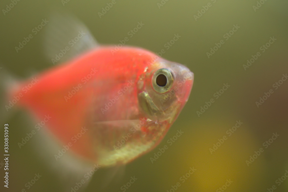 Gymnocorymbus ternetzi glo fish in aquarium Gymnocorymbus ternetzi glo fish in aquarium