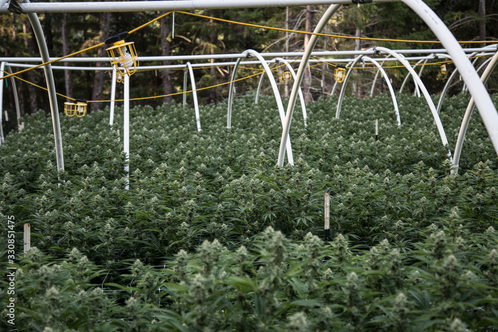 Fototapeta premium Marijuana Farm Industry - weed and commercial cannabis