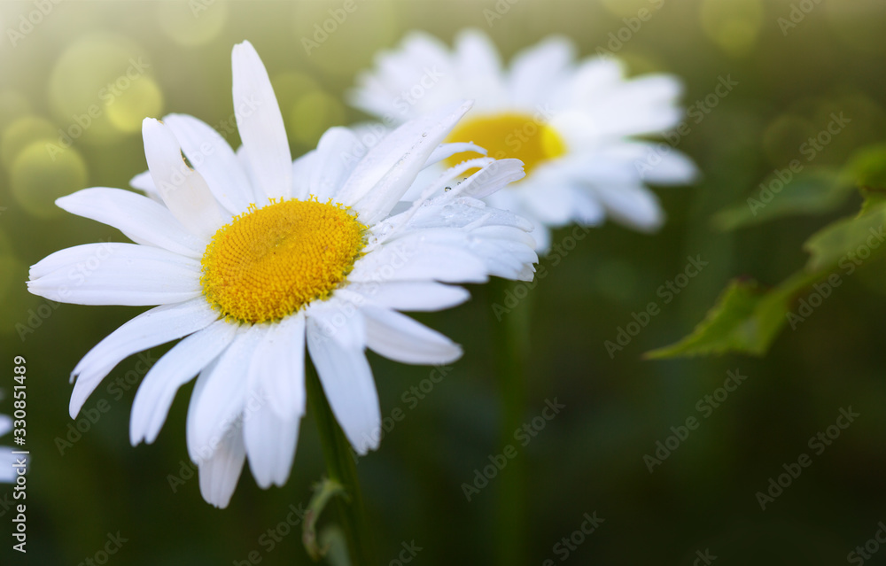 Chamomile flowers with drops of water on the green background Chamomile flowers with drops of water on the green background