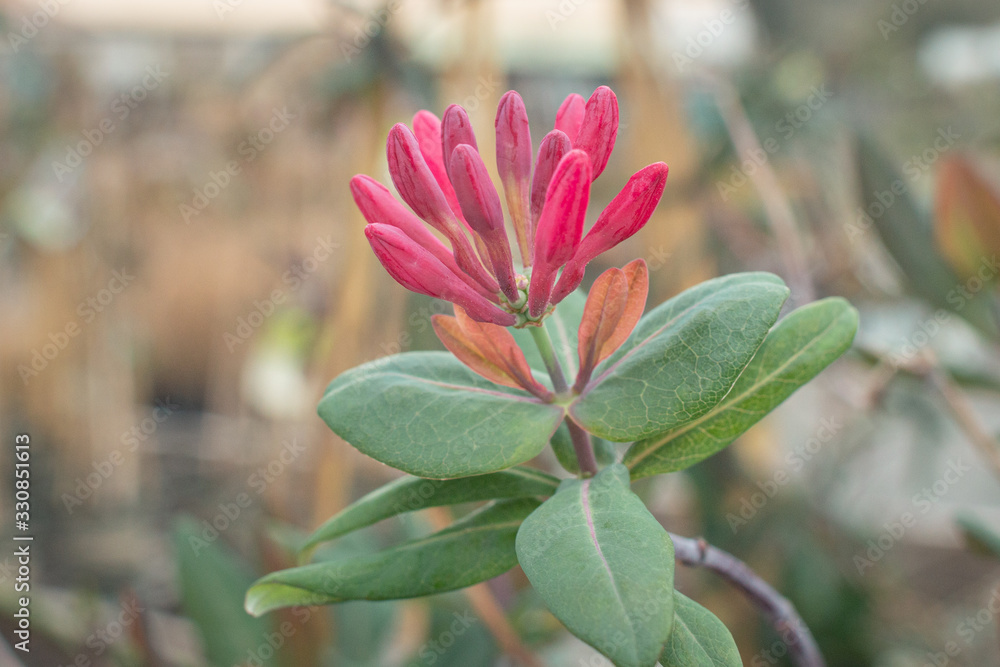 Fototapeta premium Honeysuckle Bud