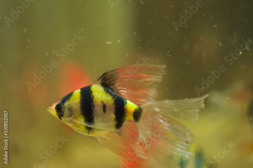 Puntius tetrazona glo fish in aquarium