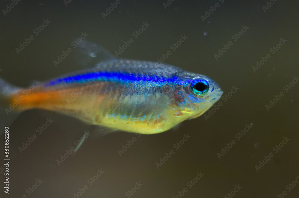 Paracheirodon innesi tropical fish in aquarium Paracheirodon innesi tropical fish in aquarium