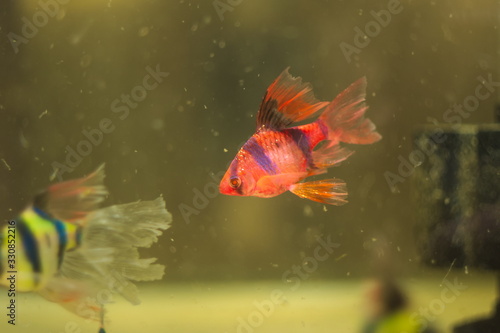 Puntius tetrazona glo fish in aquarium photo