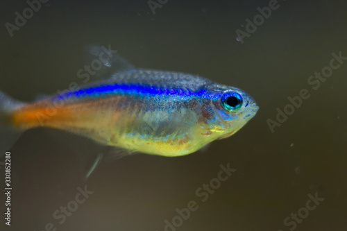 Paracheirodon innesi tropical fish in aquarium