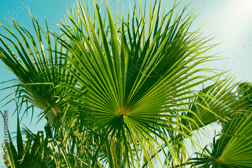 Palm tree leaf close up. Beautiful nature bakground