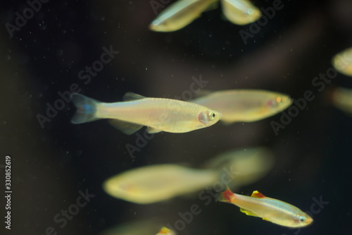 Danio albolineatus tropical fish in aquarium photo