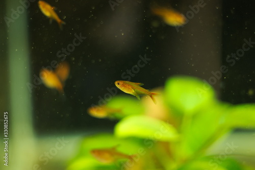 Hyphessobrycon amandae tropical fish in aquarium © Дмитрий Филиппов