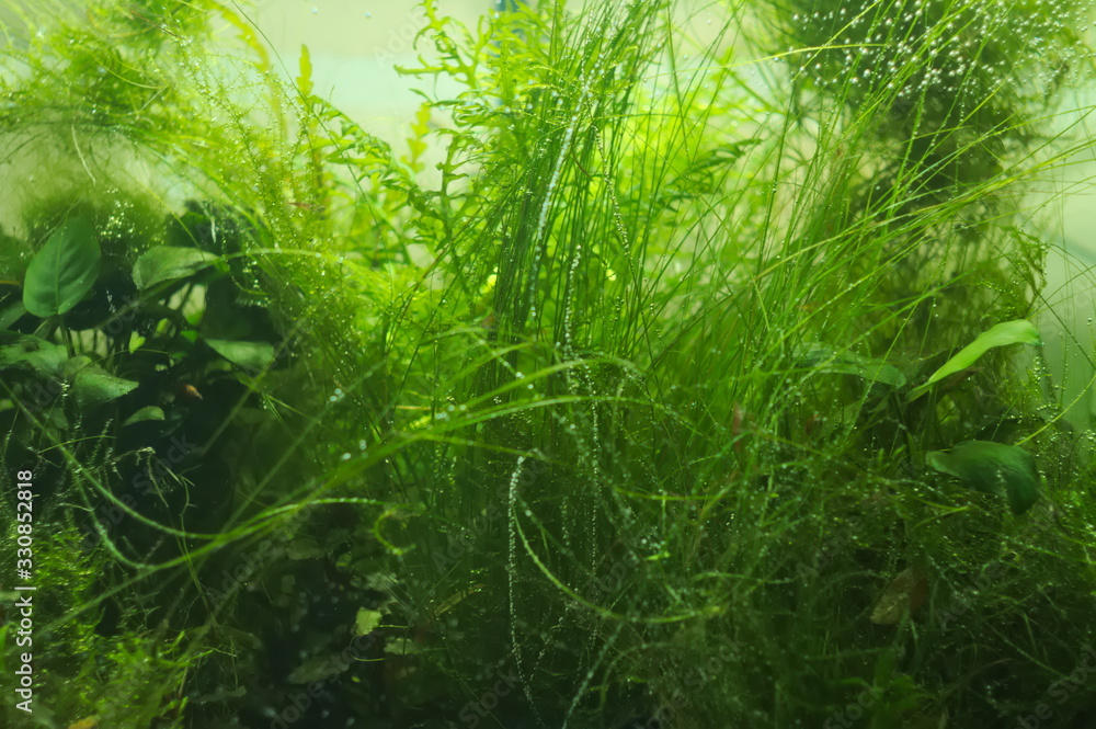 tropical aquatic plants in the aquarium tropical aquatic plants in the aquarium
