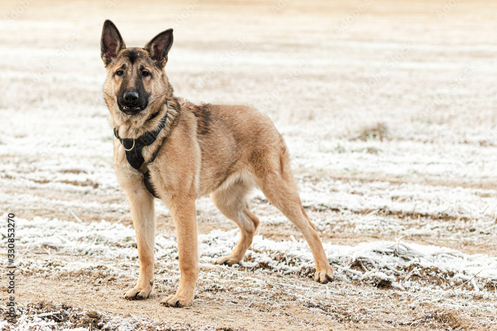 Outbred large dog in a harness is standing on the field in the fall. Outbred large dog in a harness is standing on the field in the fall.