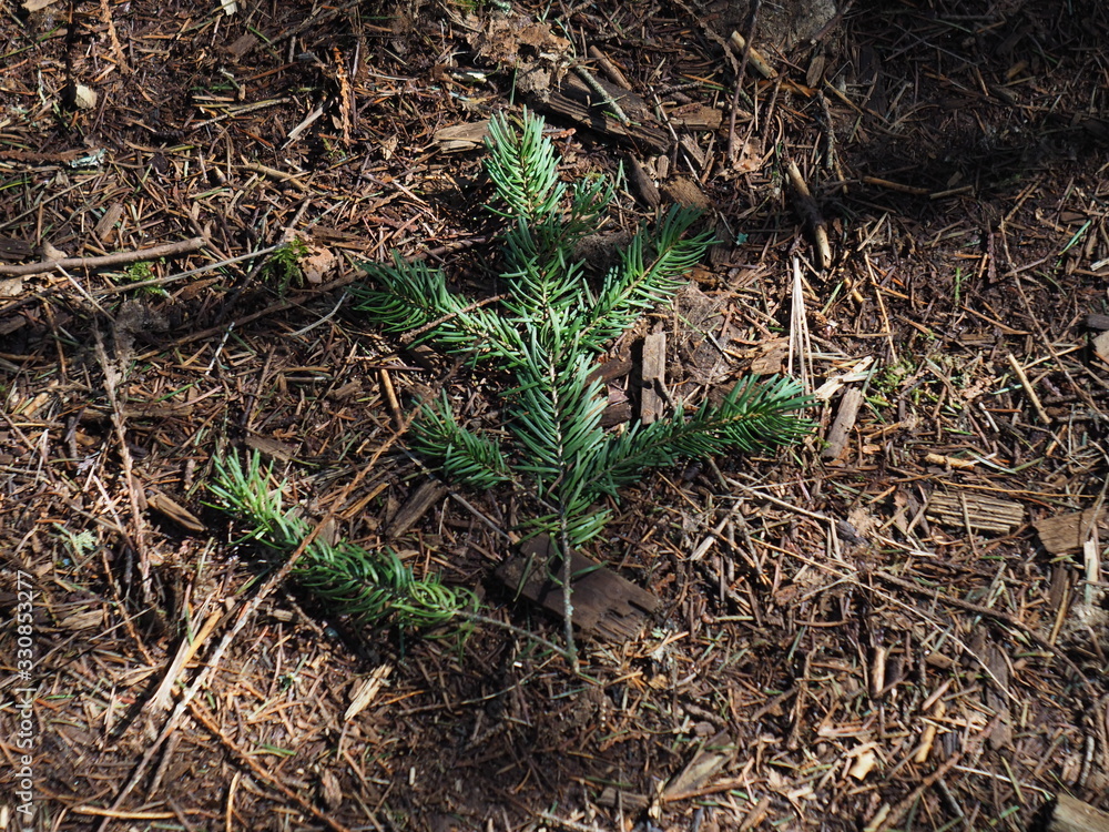 Douglas Fir Branch Douglas Fir Branch