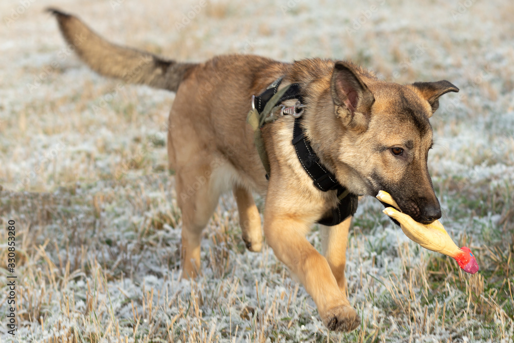 A large dog in a collar runs across the field with a toy in his teeth. A large dog in a collar runs across the field with a toy in his teeth.
