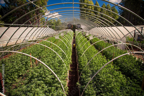 Fényképezés Marijuana Farm Industry - weed and commercial cannabis