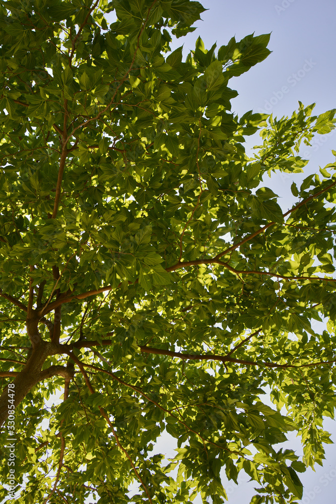 Set of leaves and branches of a tree Set of leaves and branches of a tree