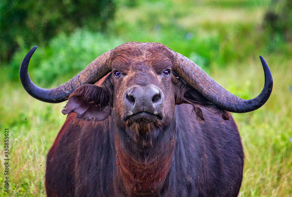 African buffalo portrait; Syncerus caffer; Kenya. It is wildlife photo in Tsavo East, National park, Africa. park. African buffalo portrait; Syncerus caffer; Kenya. It is wildlife photo in Tsavo East, National park, Africa. park.