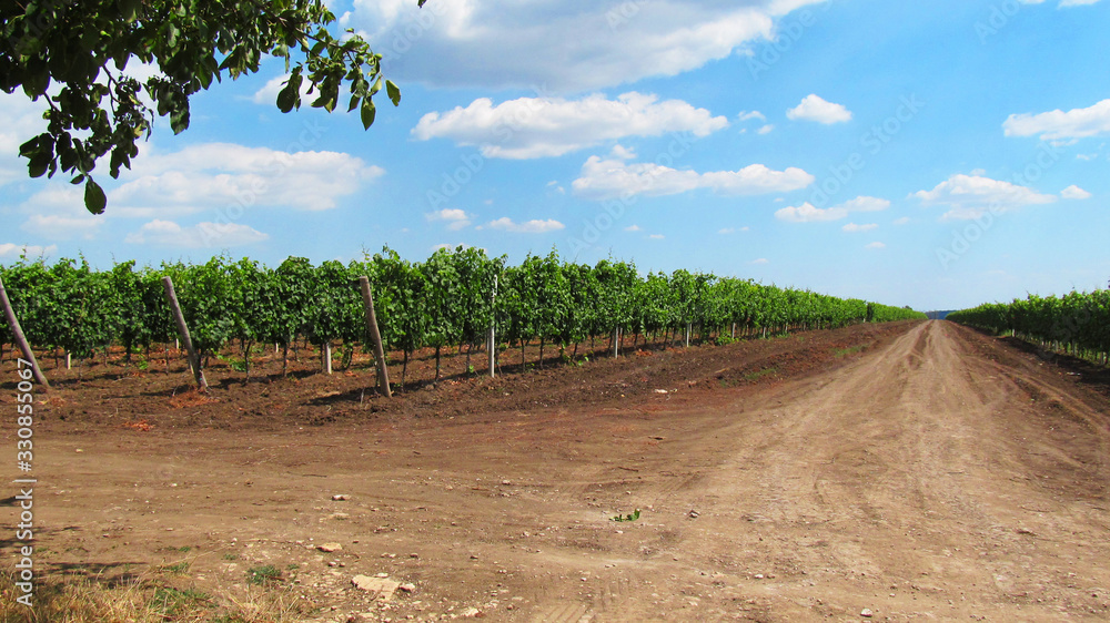 dirt road between the rows of the vineyard. top blue sky with white clouds. photo of an industrial vineyard