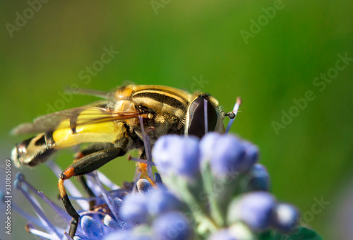 Pollination