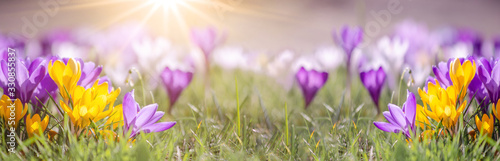 Fototapeta Naklejka Na Ścianę i Meble -  Spring awakening background banner panorama - Blossoming purple and yellow crocuses on a green meadow illuminated by the morning sun, with space for text