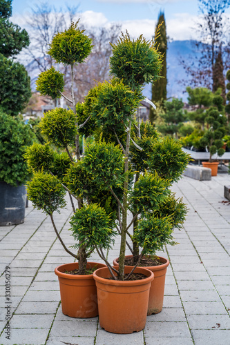 Evergreen shrubs formed for bonsai, spirals, balls and pyramids.