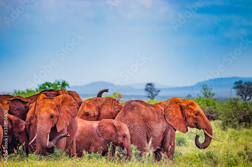 A herd of African elephants stand under a tree in the shadow  Africa. Their skin is red from the local soil. It is a wildlife photo of Tsavo East National park  Kenya.