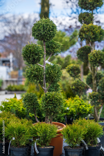 Evergreen shrubs formed for bonsai, spirals, balls and pyramids.