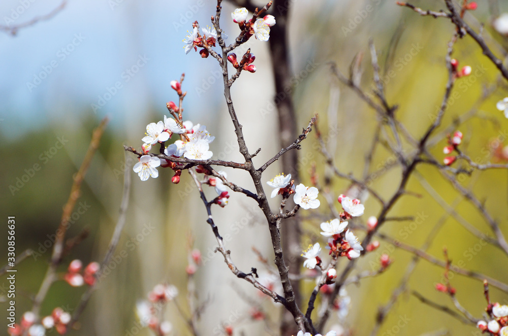 White blossom of sakura branch outdoors, spring photo White blossom of sakura branch outdoors, spring photo