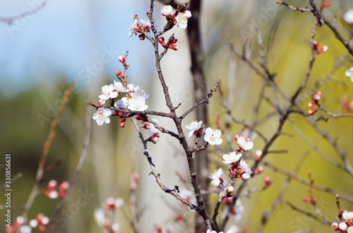 White blossom of sakura branch outdoors, spring photo