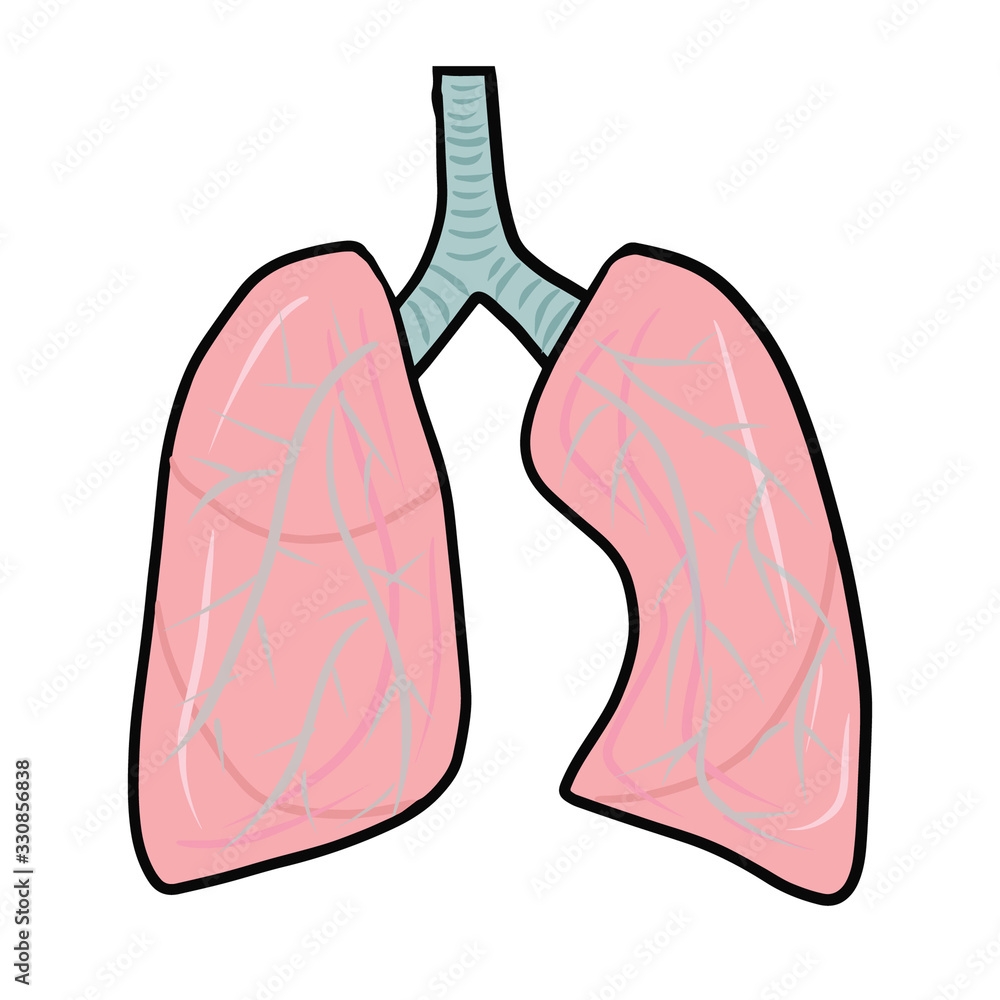 Lungs with bronchi isolated on white background. Single vector illustration in cartoon style Lungs with bronchi isolated on white background. Single vector illustration in cartoon style