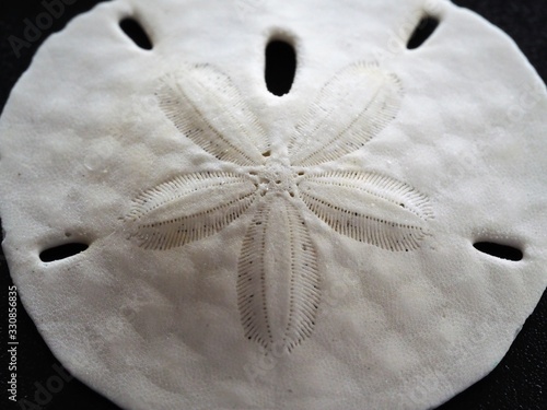 Obraz na plátně Macro of Sand Dollar with Star Center Detail