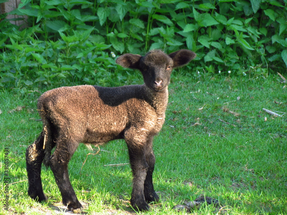 Curious beautiful little dark brown lamb on green grass, farming, family farm, regional agriculture Curious beautiful little dark brown lamb on green grass, farming, family farm, regional agriculture