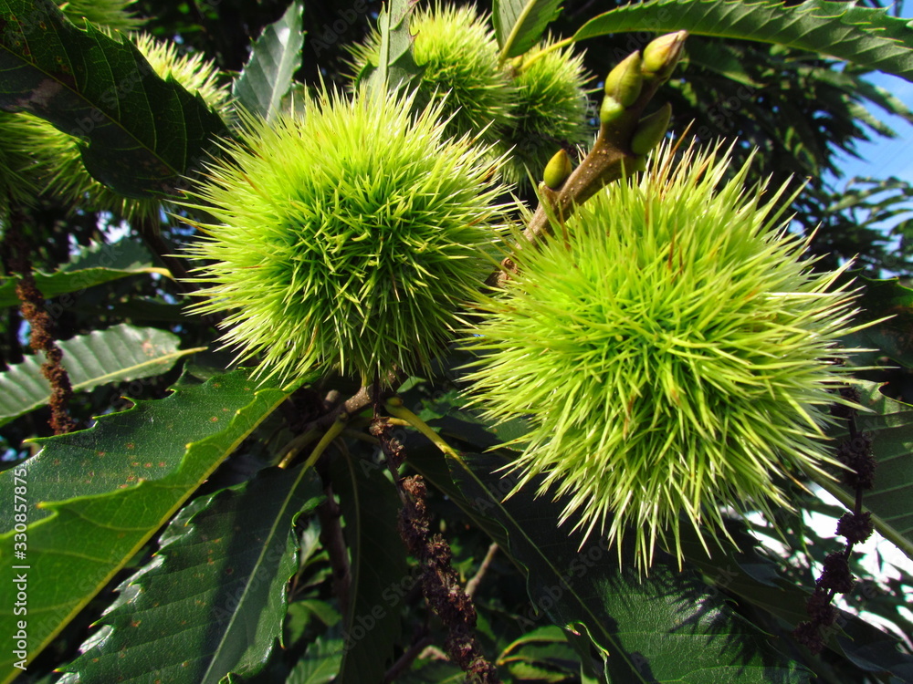 Castanea sativa, chestnut fruits on a branch with green leaves, light green thorny shells, detail view, close-up Castanea sativa, chestnut fruits on a branch with green leaves, light green thorny shells, detail view, close-up