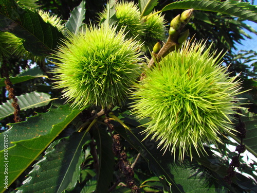 Castanea sativa, chestnut fruits on a branch with green leaves, light green thorny shells, detail view, close-up